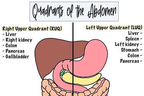 stomach übersetzung